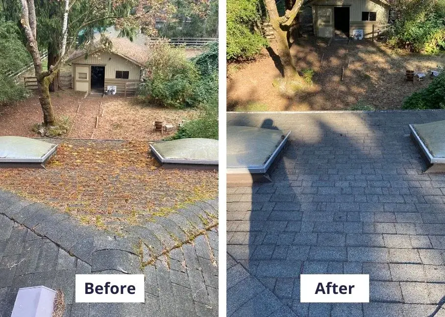 Before and after: needle litter and moss around two skylights, then clean shingles